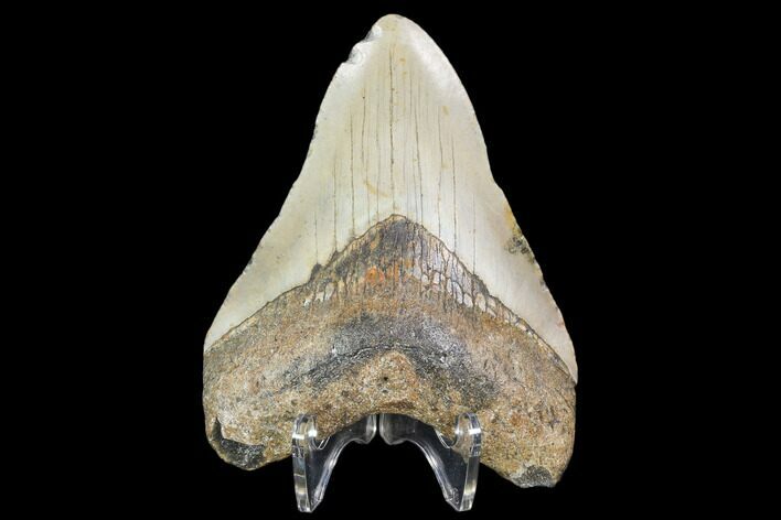 Fossil Megalodon Tooth - North Carolina #101291
